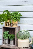 Mixed herbs in recycled containers on wooden boxes