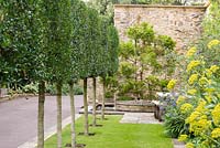 Pleached Phillyrea angustifolia with Agapanthus. Farrs, Beaminster, Dorset, UK