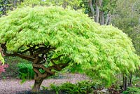 Acer palmatum var. dissectum. Sir Harold Hillier Gardens, Hampshire, UK