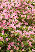 Rhododendron 'Kirirn'