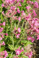 Silene 'Rolly's Favourite' - Red Campion 'Rollie's Favorite'