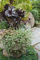 Container of succulent plants in the Stone Garden. RHS Garden Rosemoor, Devon, UK.