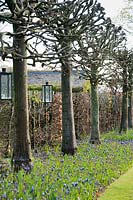The lime avenue underplanted with Muscari latifolium. Wollerton Old Hall, Hodnet, Market Drayton, Shropshire, UK