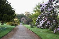 Bank Walk, lined with trees and shrubs including Rhododendron Loderi Group and scented yellow Rhododendron luteum. Holker Hall, Grange over Sands, Cumbria, UK. 