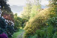 Path in the Ghyll, surrounded by mounds of rhododendrons and azaleas. Muncaster Castle, Ravenglass, Cumbria, UK. 