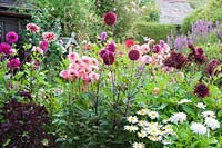 View of colourful Dahlias and other perennials in cottage garden. Hilltop, Stour Provost, Dorset, UK. 