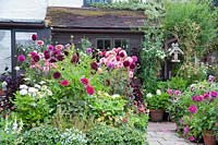 View of flowering Dahlias and other perennials in containers in cottage garden. Hilltop, Stour Provost, Dorset, UK.
