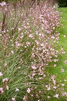 View down flowerbed of Miscanthus sinensis 'Kleine Silberspinne' and Gaura lindheimeri 'Rosyjane'.