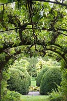 Trained Malus - Apple - trees form archway in the Tunnel Garden. Heale House, Middle Woodford, Salisbury, Wilts, UK. 