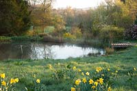 View over flowering Narcissi to small lake with landing stage. Moors Meadow Garden and Nursery, Bromyard, Herefordshire, UK. 