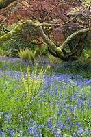 Woodland garden, with Hyacinthoides non-scripta - Bluebells - and ferns carpeting ground below trees. Trewidden Garden, nr Penzance, Cornwall, UK. 
