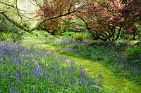 Woodland garden, with Hyacinthoides non-scripta - Bluebells - and ferns carpeting ground below trees. Trewidden Garden, nr Penzance, Cornwall, UK.