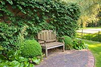 Bench with box balls, bergenias and a trained shrub on wall. Mill House, Netherbury, Dorset, UK