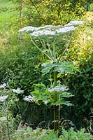 Heracleum mantegazzianum - Giant Hogweed 