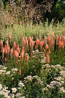 Kniphofia 'Timothy' with Achillea 'Lachsschonheit' and Stipa gigantea. Sir Harold Hillier Gardens, Hampshire, UK