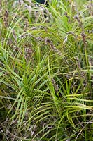 Carex muskingumensis 'Oehme' - Sedge 