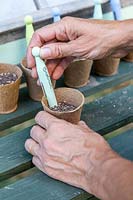 Labelling pot with newly planted seeds - Beetroot - painted clothes peg