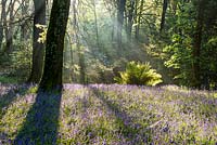Bluebell woods at Tregrehan Gardens, Par, Cornwall UK