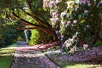 Path scattered with fallen rhododendron flowers at Tregrehan Gardens, Par, Cornwall UK