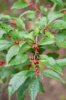 Ilex verticillata 'Winter Red' - Winterberry 'Winter Red'