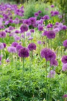 Allium hollandicum 'Purple Sensation' and Allium aflatunense 