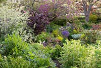 Hellebores, aquilegias, purple hazel and cornus, East Lambrook Manor Gardens
