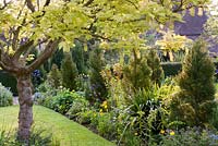 Acer pseudoplatanus 'Brilliantissiumum' with  Chamaecyparis lawsoniana 'Fletcheri', East Lambrook Manor Gardens