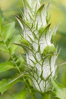 Flower spike of Acanthus spinosus 