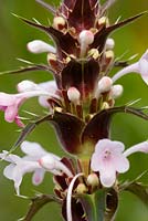 Morina longifolia