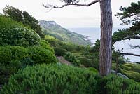 Rosemary, hebes and clipped Lonicera nitida below towering Scots pines. Cliff House, Holworth, Dorchester, Dorset, UK