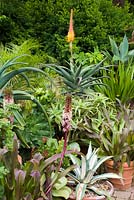 Aloe africana, Eucomis and Agave. Abbotsbury Subtropical Gardens, Dorset, UK