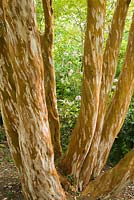 Luma apiculata. 