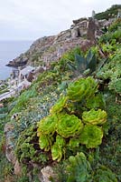 Aeoniums, aloes and agaves on slopes of the Minack Theatre, Porthcurno, Penzance, Cornwall, UK.