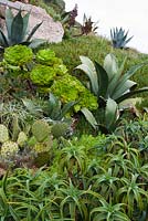 Aloes, Agave and aeoniums at Minack Theatre, Porthcurno, Penzance, Cornwall, UK