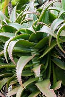 Aloe babatiensis