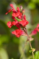 Salvia x jamensis 'James Compton'