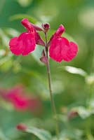 Salvia greggii 'Caramba'