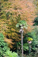 Chusan palms, Trachycarpus fortunei, bamboos and tree ferns with a mature beech tree. Trebah, Mawnan Smith, nr Falmouth, Cornwall, UK