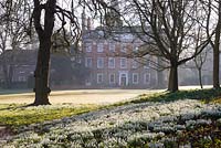 Snowdrops and aconites with old Tilia - Lime trees and Queen Anne house. Welford Park, Newbury, Berkshire, UK