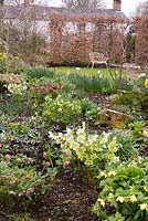 Hellebores, primroses, pulmonarias and daffodils with beech hedge. Caervallack Farm, St Martin, Helston, Cornwall, UK