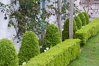 Box hedging with roses and Cotinus. Caervallack Farm, St Martin, Helston, Cornwall, UK