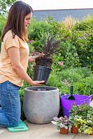 Woman planting Phormium 'Back in Black' in grey pot. 