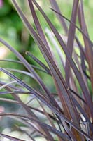 Closeup of Phormium 'Back in Black' - New Zealand Flax 