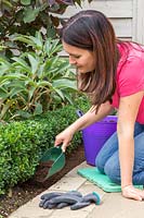 Woman adding mulch to Buxus hedge with plastic scoop. 