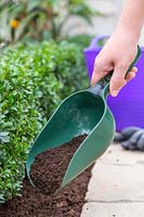 Adding mulch to Buxus hedge with plastic scoop. 