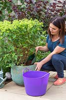 Woman planting Hydrangea in container. 