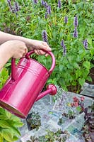 Soaking newspapers on the ground with a watering can so they are saturated before applying a mulch