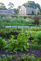 Walled kitchen garden with rows of vegetables, rows of cloches and bolted vegetable plants

