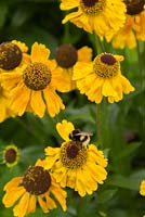 Helenium 'Wyndley' in flower visted by a bee