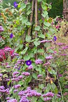 Blue-themed bed with Ipomea - morning glory - up hazel support
and Verbena bonariensis  